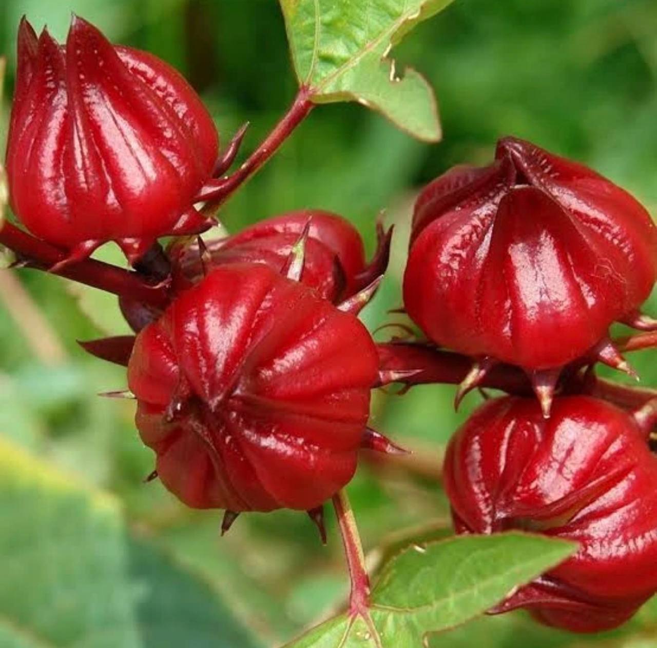 Hibiscus Flower