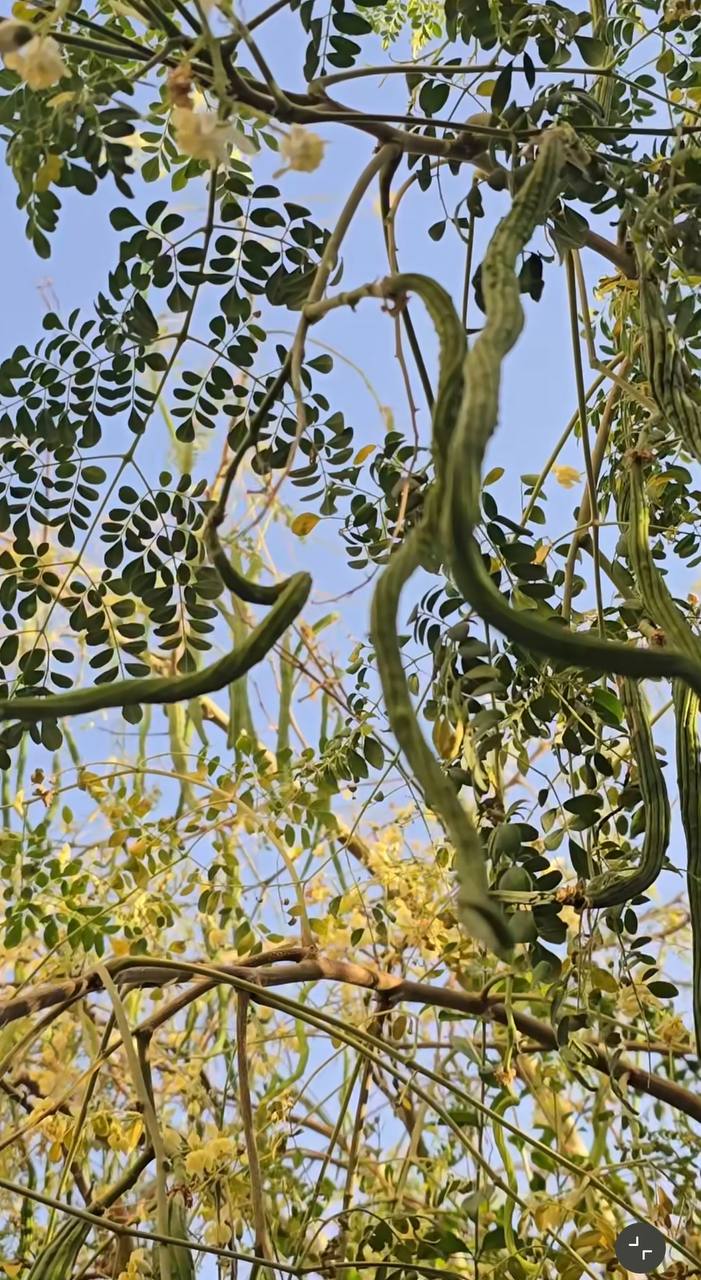 Natural Moringa Health Powder