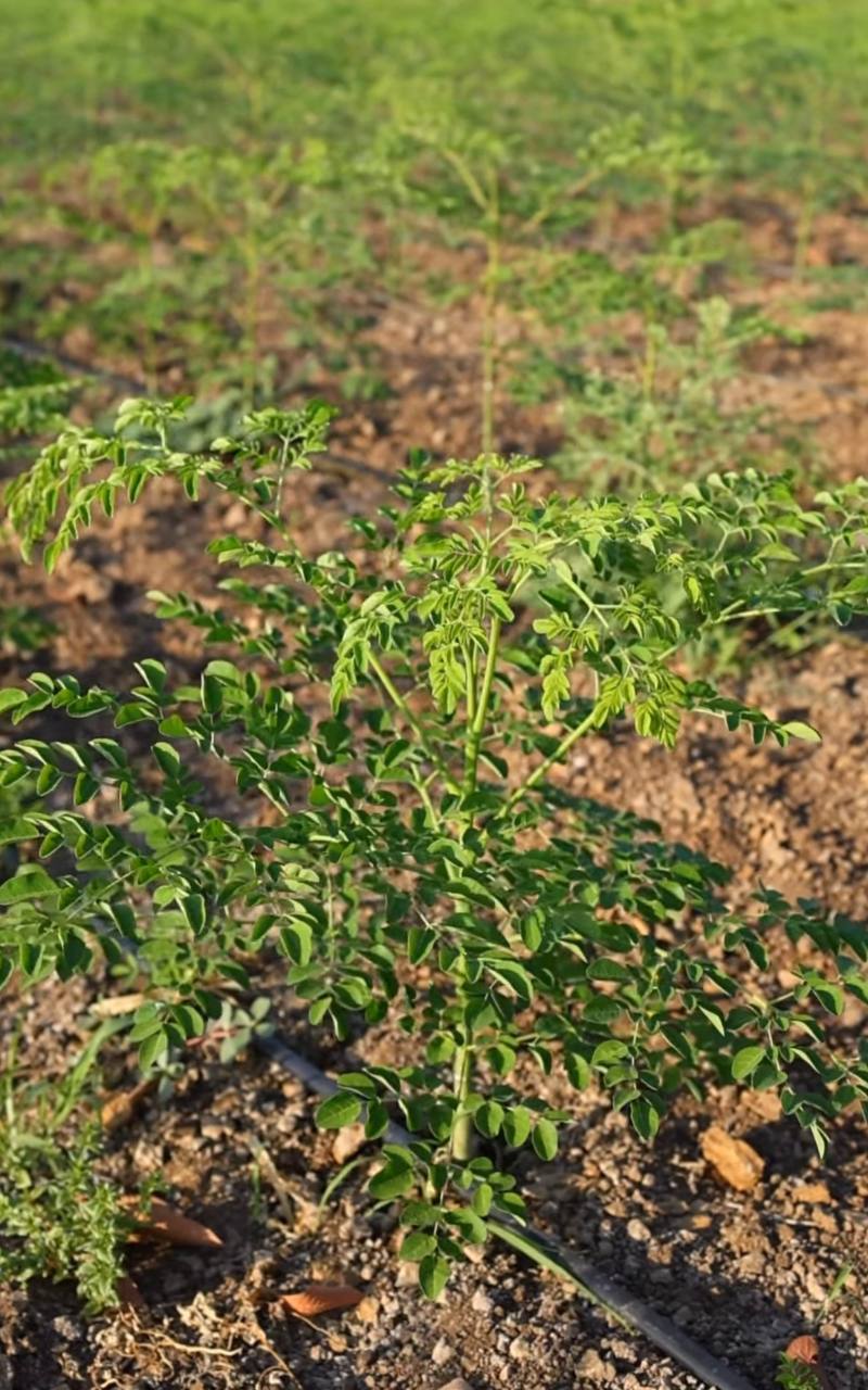 Natural Moringa Health Powder