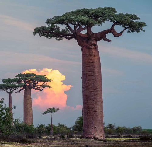 Natural Baobab Wellness Powder