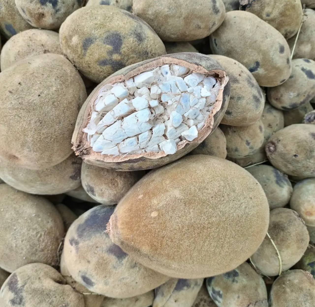Natural Baobab Wellness Powder