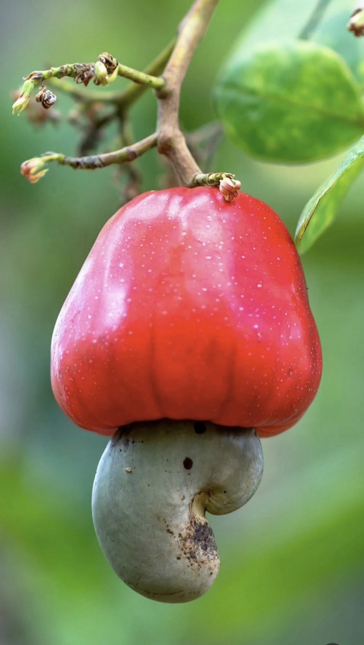 Natural Raw Cashew