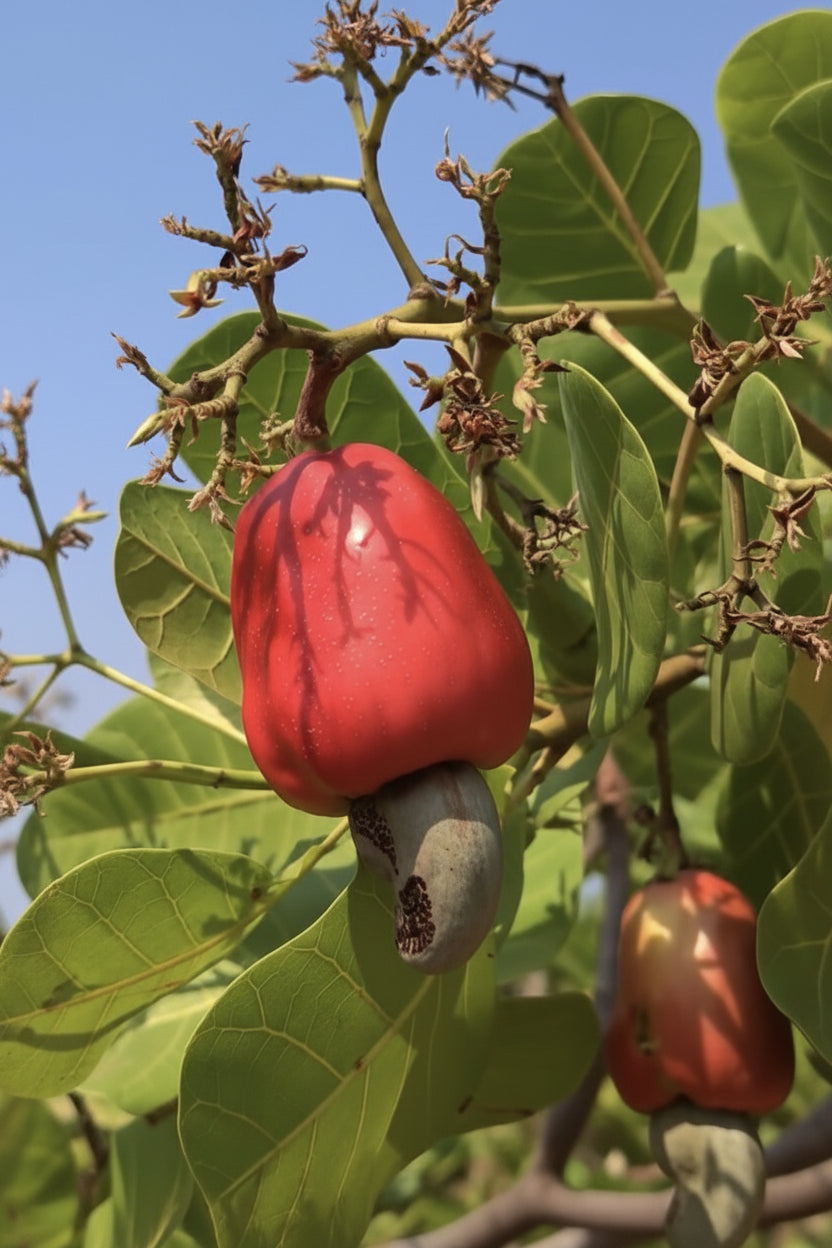 Natural Raw Cashew